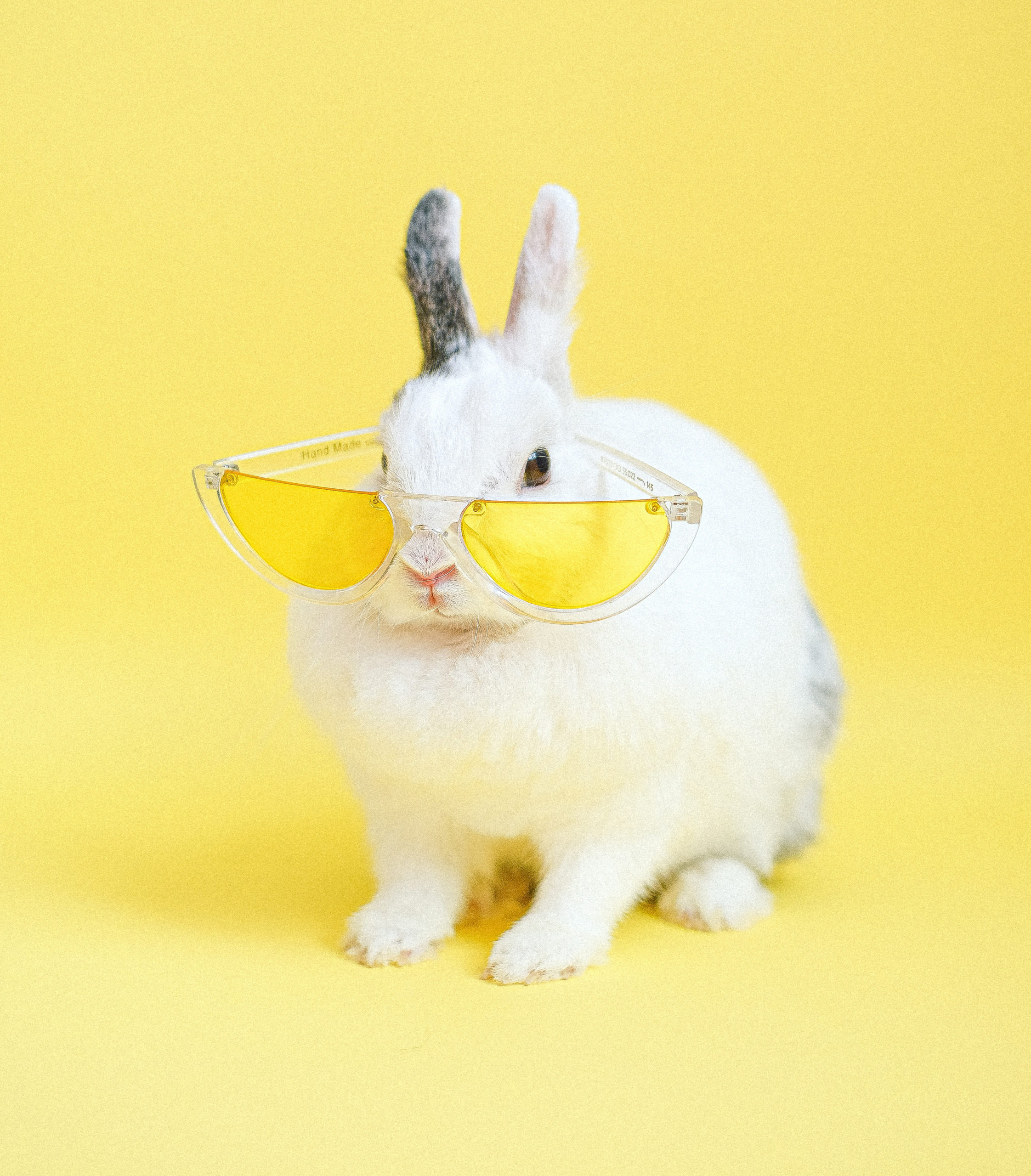 Impact du cosmétique sur le monde animalier